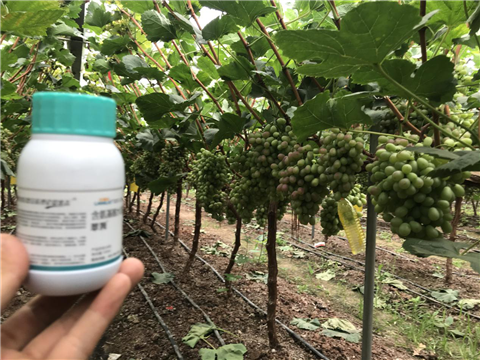 水溶肥，拉姆拉，翠姆