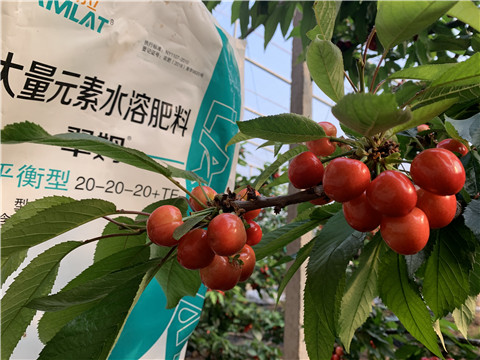 大量元素水溶肥，拉姆拉，翠姆