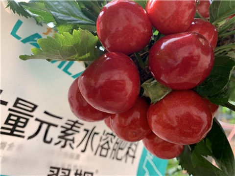 大量元素水溶肥，拉姆拉，翠姆