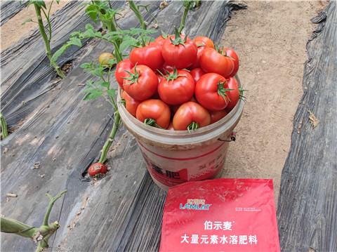 水溶肥，拉姆拉，伯示麥