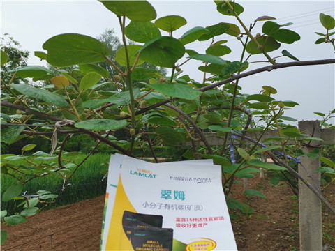 小分子有機(jī)碳，拉姆拉，翠姆