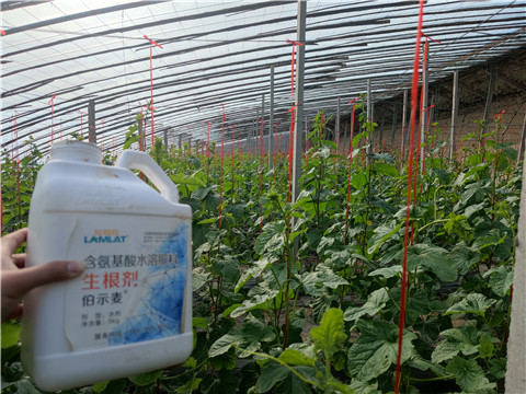 水溶肥，拉姆拉，翠姆