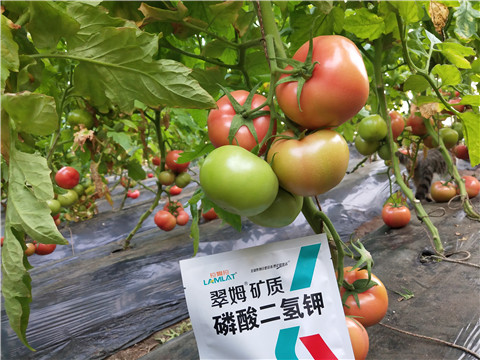 磷酸二氫鉀，拉姆拉，翠姆