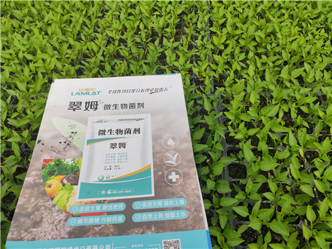 水溶肥，拉姆拉，翠姆