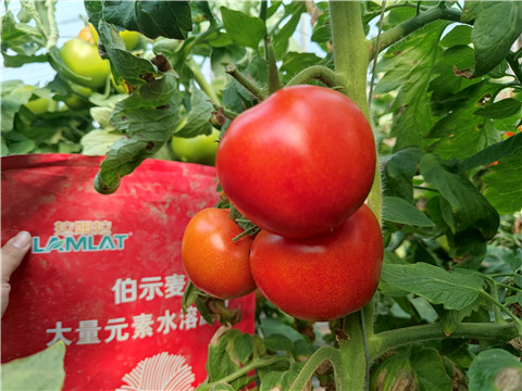 水溶肥，拉姆拉，伯示麥 