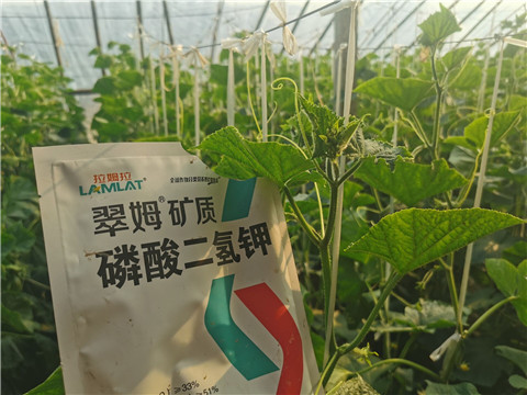 水溶肥，拉姆拉，翠姆