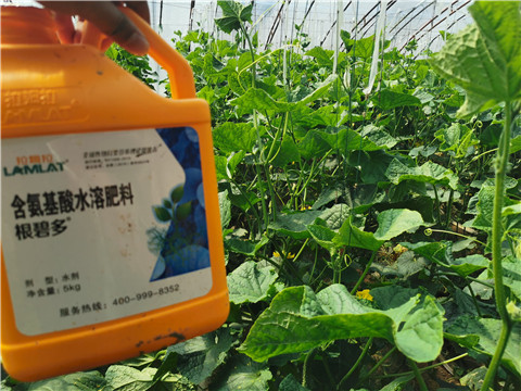 水溶肥，拉姆拉，翠姆