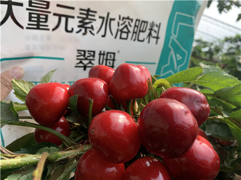 水溶肥，拉姆拉，翠姆