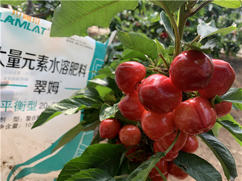 水溶肥，拉姆拉，翠姆