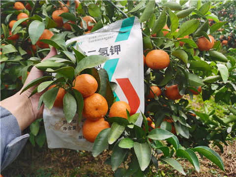 葉面肥，拉姆拉，翠姆