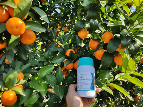 葉面肥，拉姆拉，翠姆