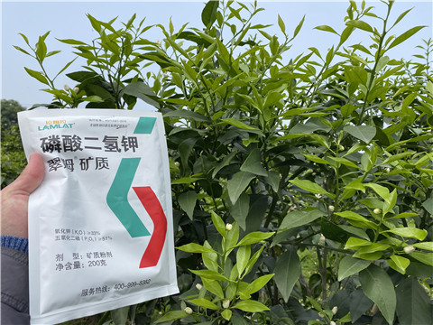 葉面肥，拉姆拉，翠姆