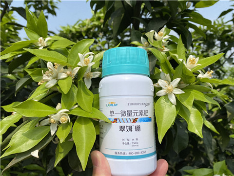 葉面肥，拉姆拉，翠姆