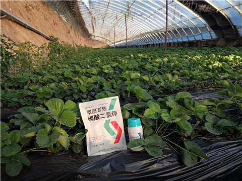 草莓施肥管理，拉姆拉，翠姆