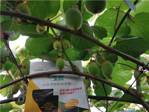 水溶肥，拉姆拉，翠姆