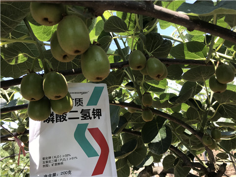 水溶肥，拉姆拉，翠姆