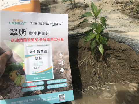 辣椒，拉姆拉，翠姆