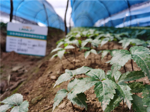 水溶肥，拉姆拉，翠姆