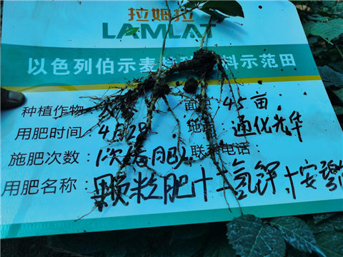 水溶肥，拉姆拉，翠姆