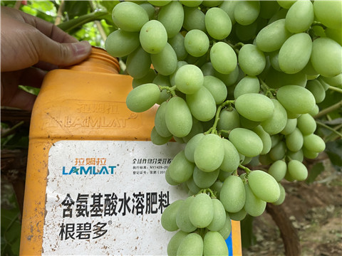 生根劑，翠姆，拉姆拉