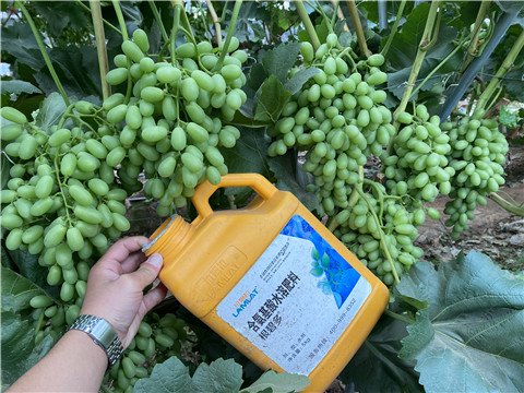 生根劑，翠姆，拉姆拉