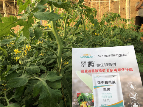 微生物菌劑，翠姆，拉姆拉