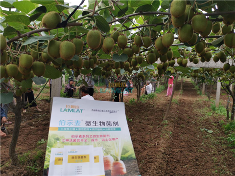 生根劑，翠姆，拉姆拉