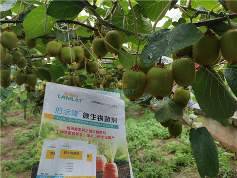 生根劑，翠姆，拉姆拉