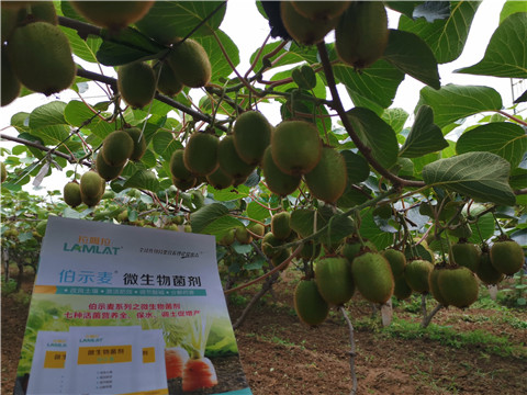 水溶肥，伯示麥，拉姆拉