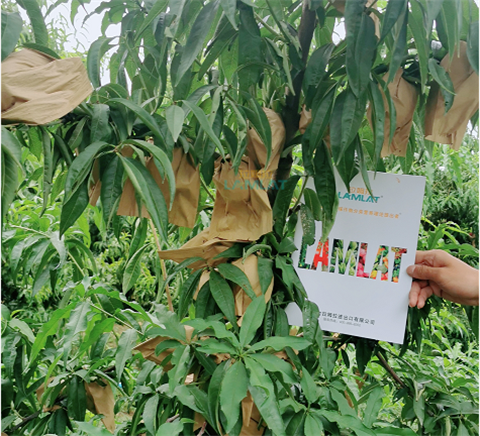 水溶肥，翠姆，拉姆拉