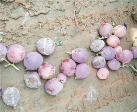 水溶肥，翠姆，拉姆拉