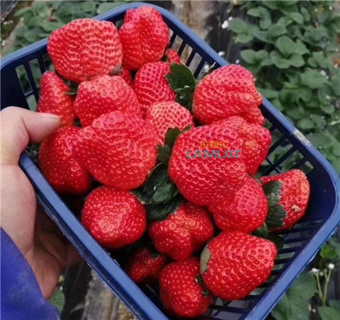 鈣肥，翠姆，拉姆拉