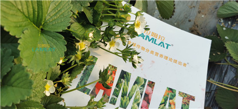 鈣肥，翠姆，拉姆拉