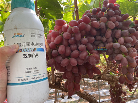 鈣肥，翠姆，拉姆拉