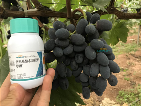 鈣肥，翠姆，拉姆拉