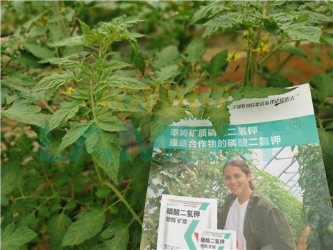 水溶肥，翠姆，拉姆拉