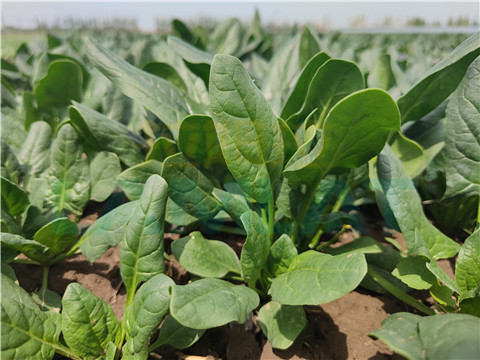 水溶肥，翠姆，拉姆拉