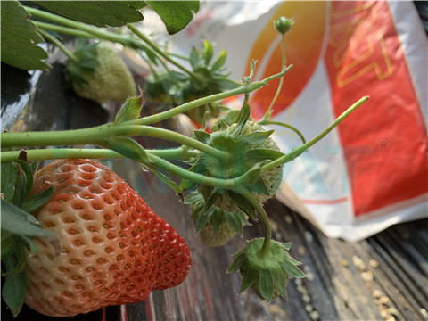 水溶肥，翠姆，拉姆拉