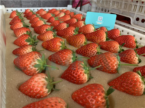 水溶肥，翠姆，拉姆拉