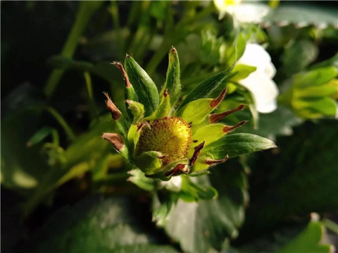 鈣肥，翠姆，拉姆拉