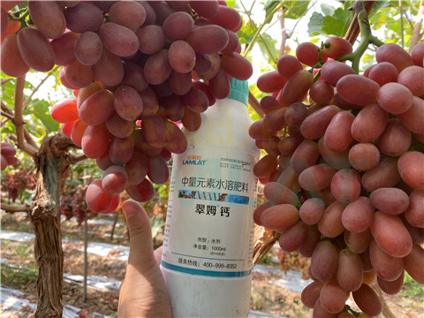 鈣肥，拉姆拉，翠姆