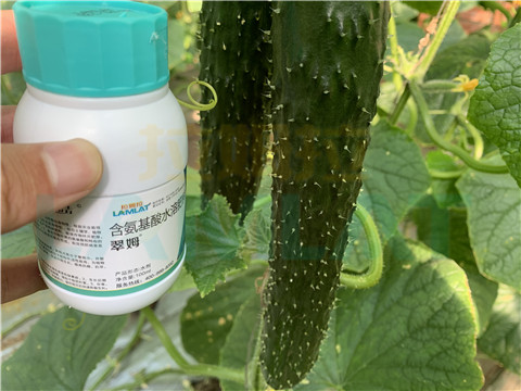 水溶肥，拉姆拉，翠姆