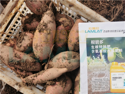 水溶肥，拉姆拉，翠姆