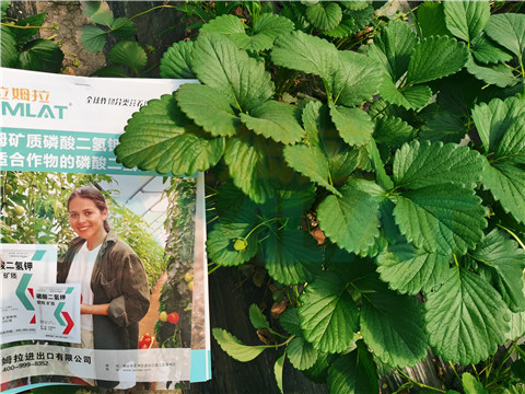 l磷酸二氫鉀，拉姆拉，翠姆