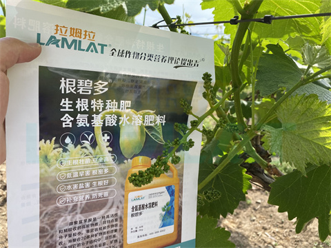 水溶肥，拉姆拉，翠姆