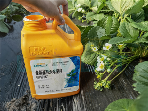 水溶肥，拉姆拉，翠姆