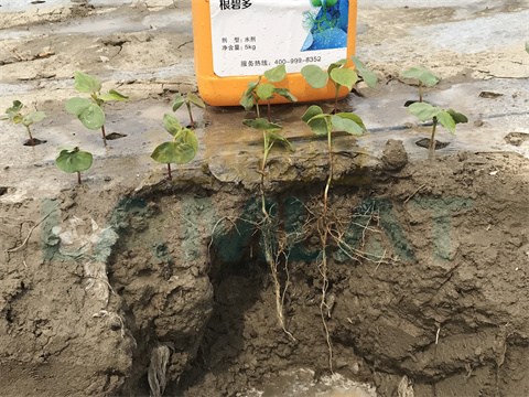 水溶肥，拉姆拉，翠姆