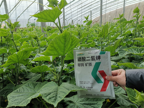 水溶肥，翠姆，拉姆拉