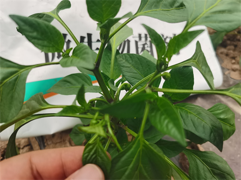 水溶肥，翠姆，拉姆拉