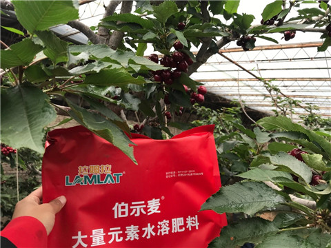 水溶肥,翠姆,櫻桃 水溶肥,翠姆,櫻桃